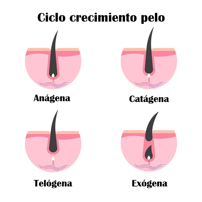 Las 4 fases del crecimiento del pelo