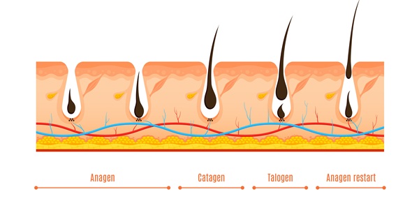 Ciclo de crecimiento del cabello
