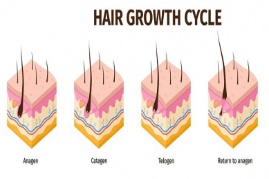 fases del crecimiento del pelo